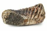 Woolly Mammoth Lower M Molar - North Sea Deposits #357022-4